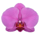 گل ارکیده فالانوپسیس چانو